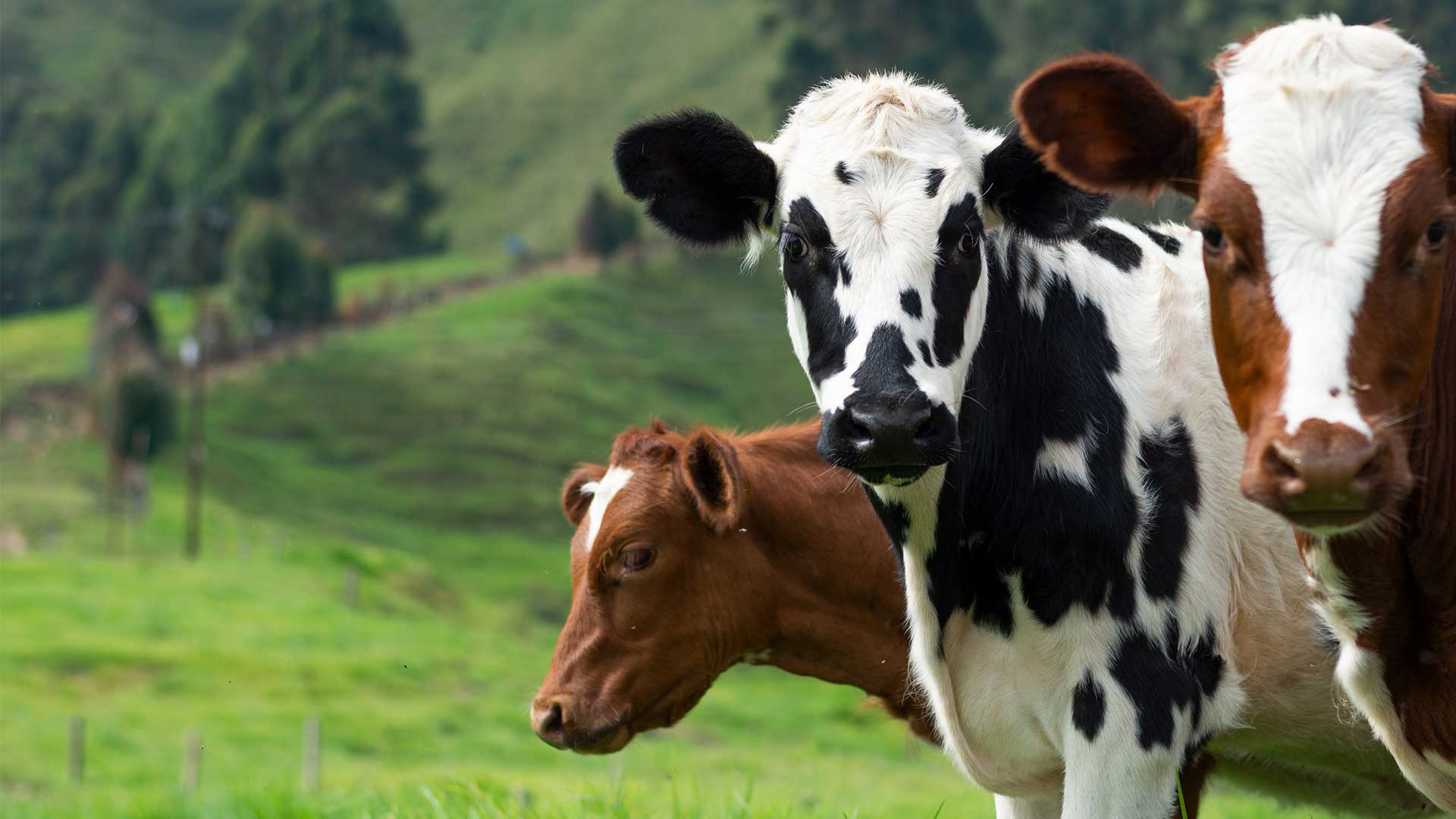 Gümüşhane yaylası